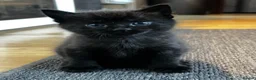 Mixed Breed cats for sale: Adorable Kittens for Sale – Raised with Kids! 🐾 - Advert 11