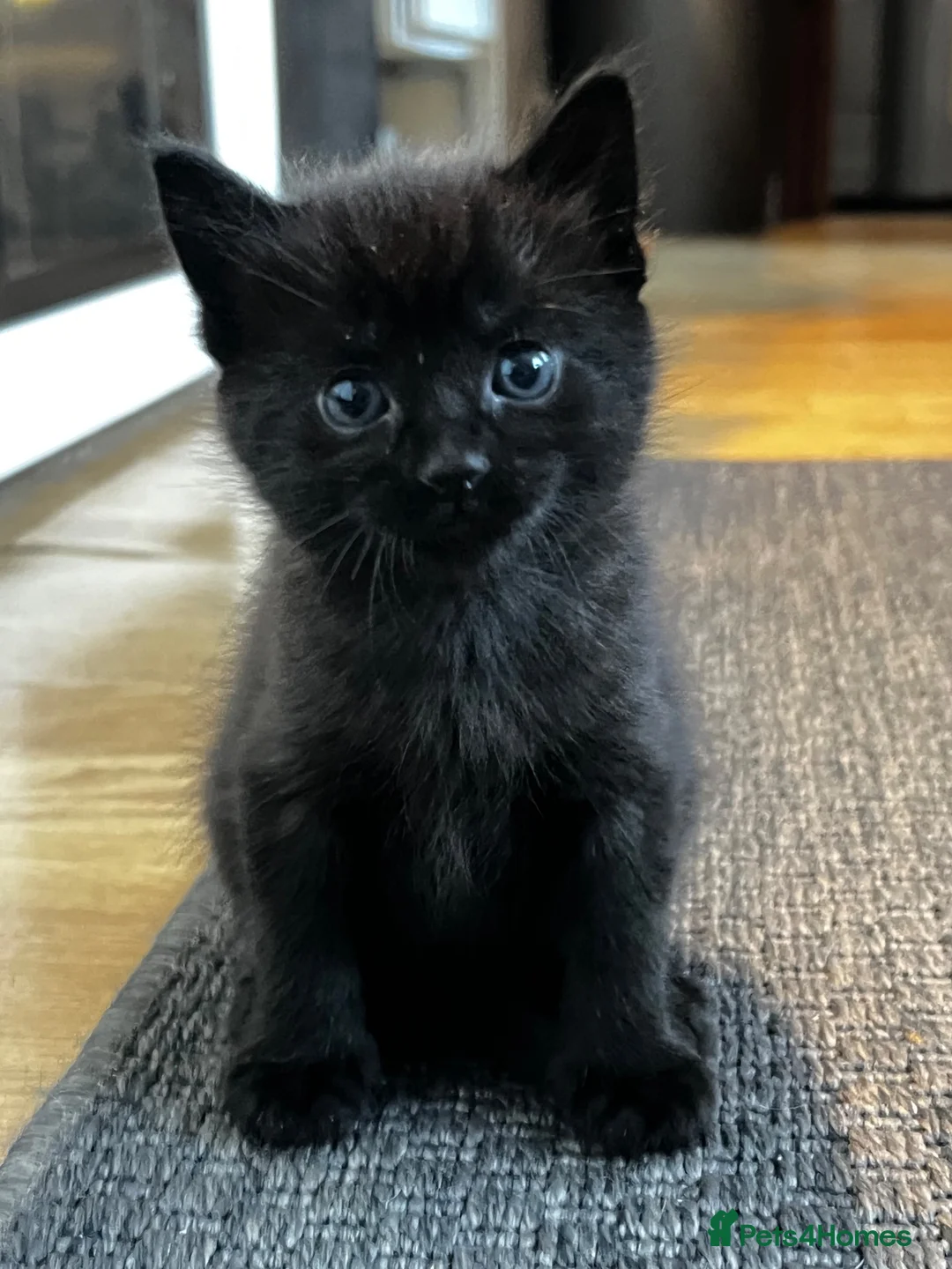 Mixed Breed cats for sale: Adorable Kittens for Sale – Raised with Kids! 🐾 - Advert 11
