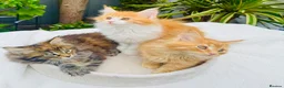 Maine Coon cats for sale: Pure breed Maine coon kittens  - Advert 19