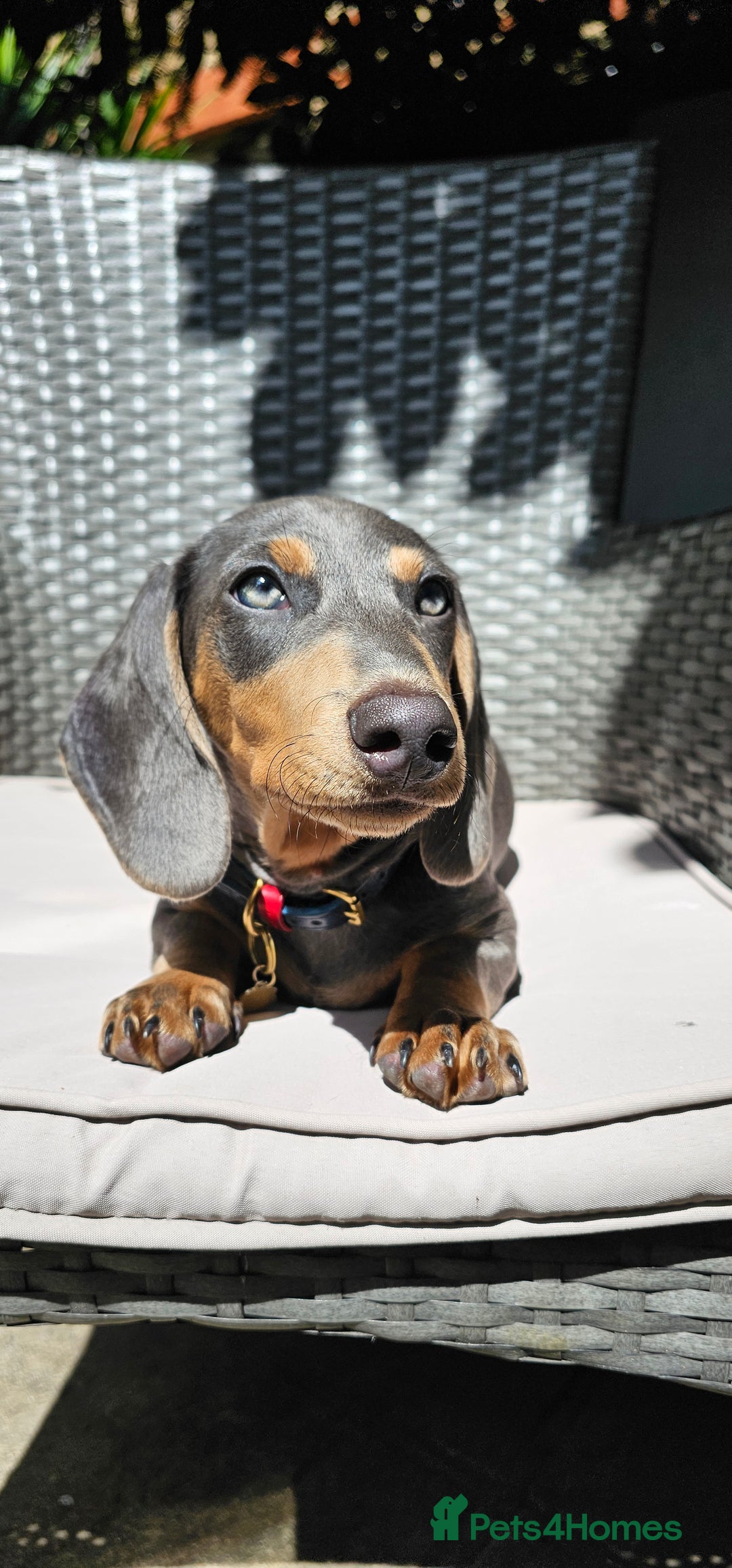 Miniature Dachshund dogs for stud: ⭐️KING PIRI (BLUE AND TAN) KC REG PROVEN Stud⭐️ in Bromley - Advert 4