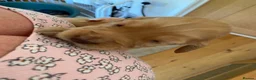 Cocker Spaniel dogs for sale: Beautiful working Cocker Spaniel puppies  in Royston - Advert 10