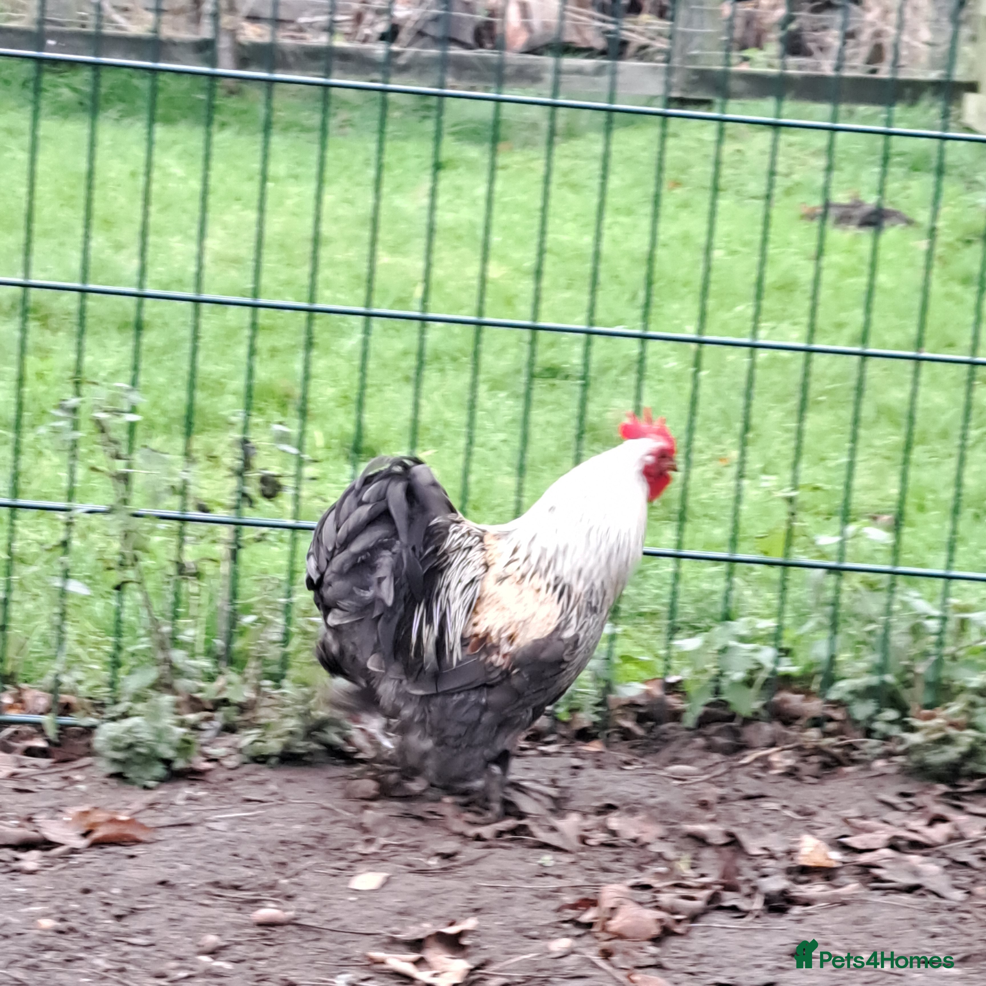 Chickens poultry Cockerel for sale - Advert 1