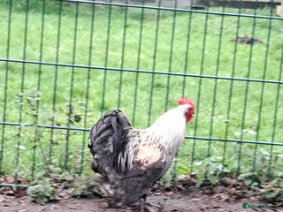 Chickens poultry Cockerel for sale - Advert 2