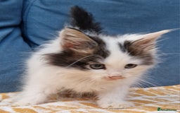 Mixed Breed cats for sale: Sweet Maine Coon mix for sale - Image 14