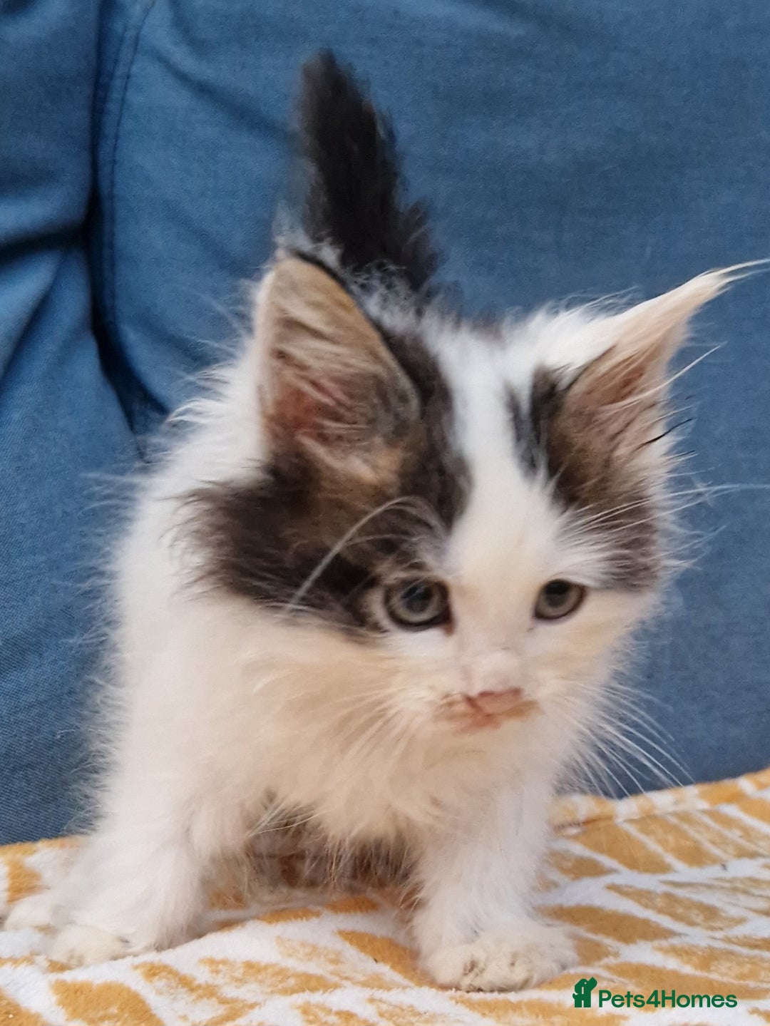 Mixed Breed cats for sale: Sweet Maine Coon mix for sale - Image 14