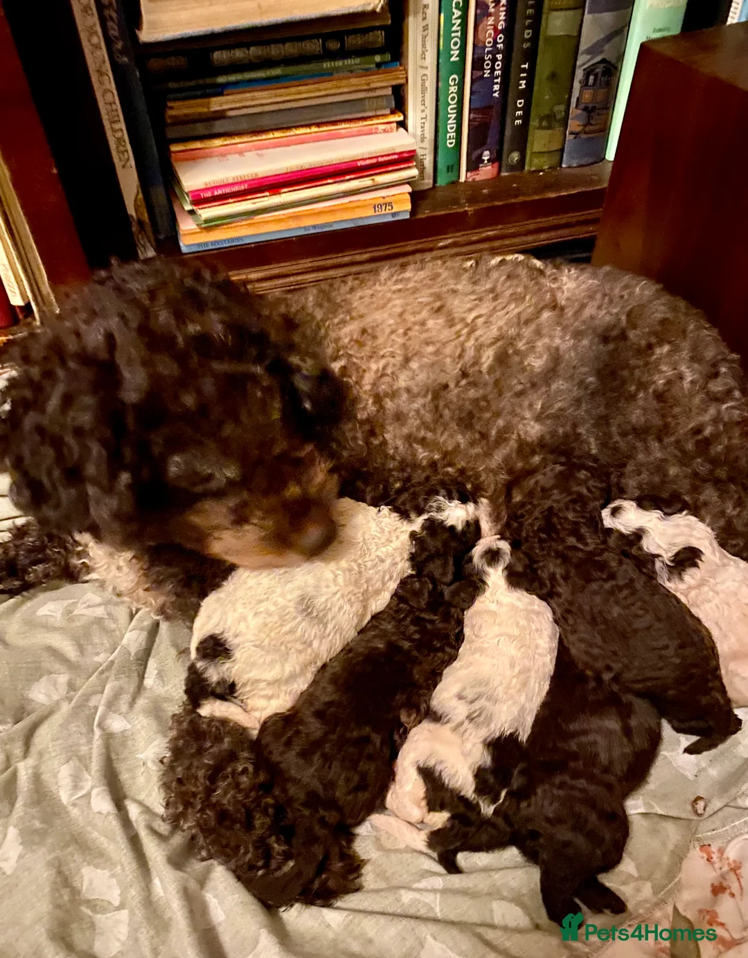 Lagotto Romagnolo dogs for sale: Three wonderful Lagotto pups available now - Advert 26