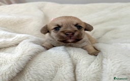 Jack Russell dogs for sale: Much Wenlock Jack Russell Pups  - Image 1