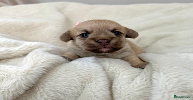 Jack Russell dogs Much Wenlock Jack Russell Pups  - Advert 6