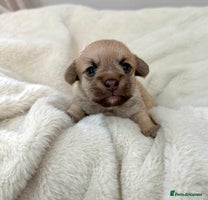 Jack Russell dogs Much Wenlock Jack Russell Pups - Advert 3