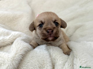 Jack Russell dogs - Advert 1