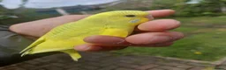 Budgerigars birds for sale: Hand reared super tame budgie  - Advert 13