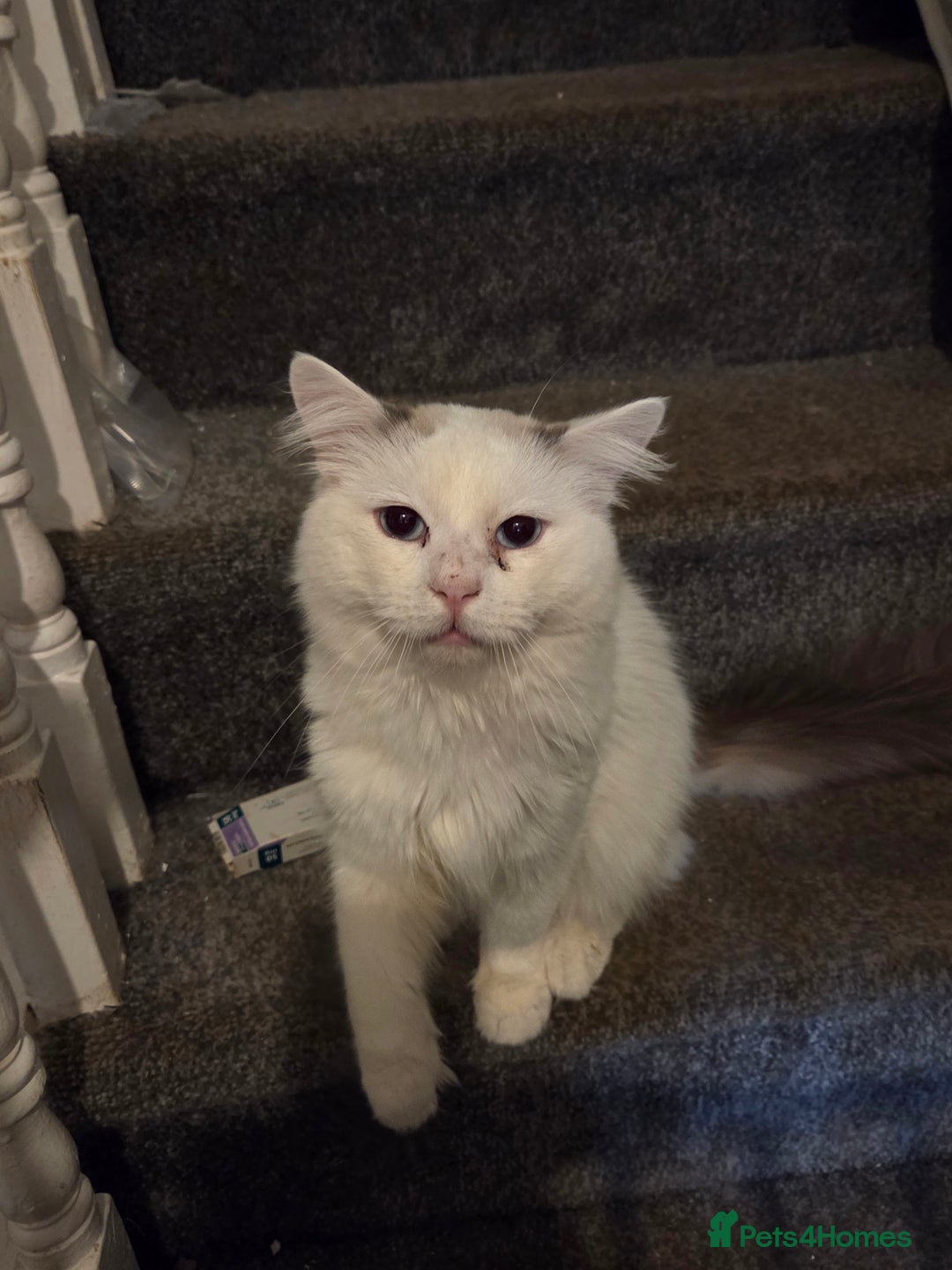 Ragdoll cats for sale: Handsome ragdoll - Image 1