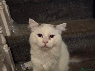 Ragdoll cats - Advert 2