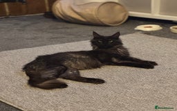 Maine Coon cats for sale: Registered TICA Blue Smoke Maine Coon Kittens - Image 11