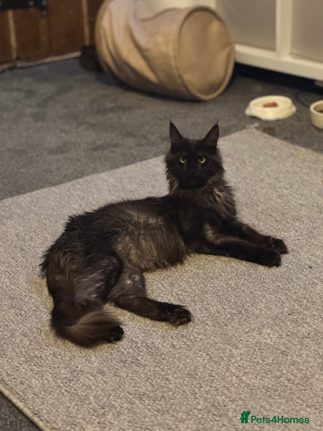 Maine Coon cats for sale: Registered TICA Blue Smoke Maine Coon Kittens - Image 11