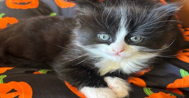 Mixed Breed cats - Advert 8