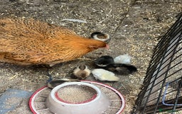Chickens poultry for sale: Mum with chicks for sale  - Image 3