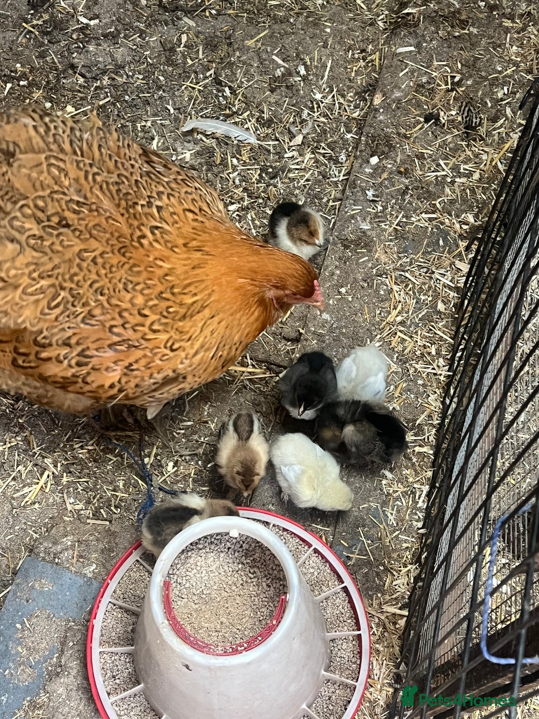 Chickens poultry for sale: Mum with chicks for sale  - Image 3