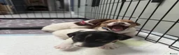 Jack Russell dogs for sale: ONE BOY LEFT - Advert 9