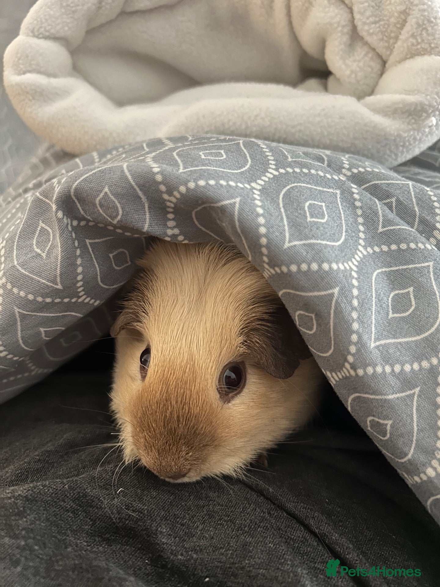 Guinea Pig rodents 2 male guinea pigs (Californian & Shiba) - Advert 2