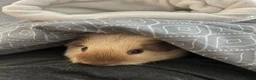 Guinea Pig rodents for sale: 2 male guinea pigs (Californian & Shiba) - Advert 2