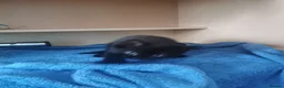 Mixed Breed cats for sale: Two small girls looking for new home in Gloucester - Advert 3