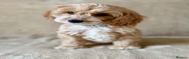 Cockapoo 2