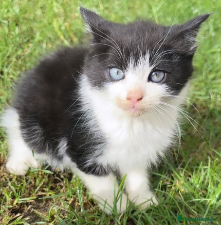 Mixed Breed cats - Advert 6