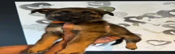 German Shepherd dogs for sale: Beautiful German Shepherd Puppies  - Advert 12