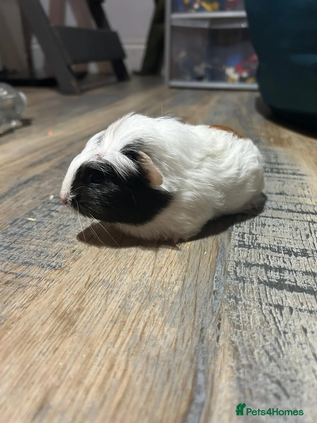 Guinea Pig rodents for sale: ⭐ Cute Female Guinea Pigs – £30 Each or £50 Pair - Advert 2