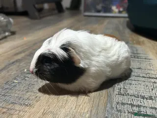 Guinea Pig rodents ⭐ Cute Female Guinea Pig – £30 - Advert 14