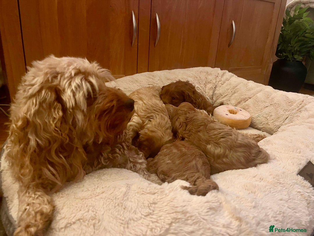 Cockapoo dogs for sale: Beautiful F2 Cockapoos - 5 boys left  - Advert 21