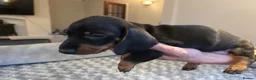 Dachshund dogs for sale: Dachshunds for sale - Advert 3