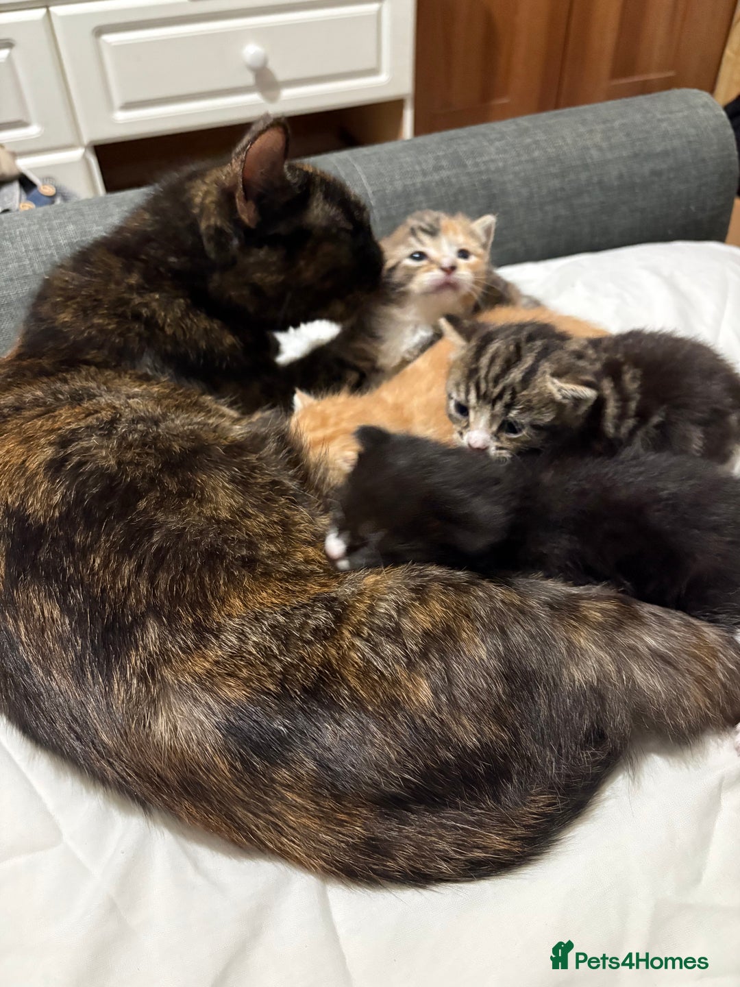 Mixed Breed cats for sale: 3 beautiful kittens looking for a forever home - Advert 2