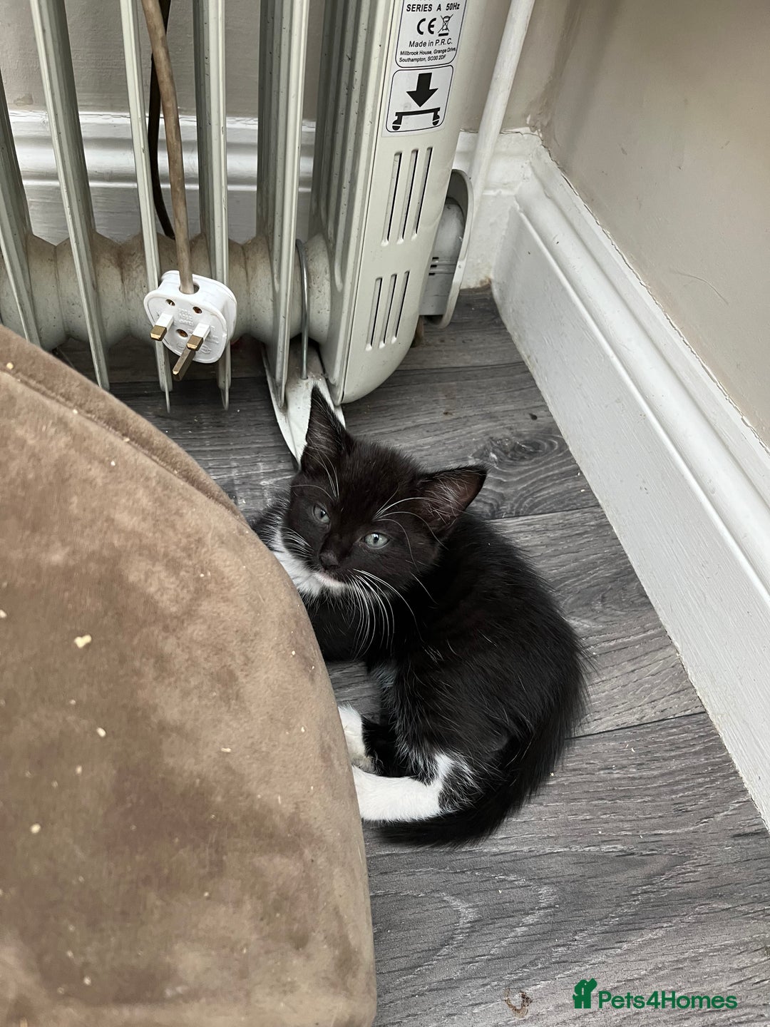 Mixed Breed cats for sale: READY NOW 3 beautiful friendly kittens  - Image 4