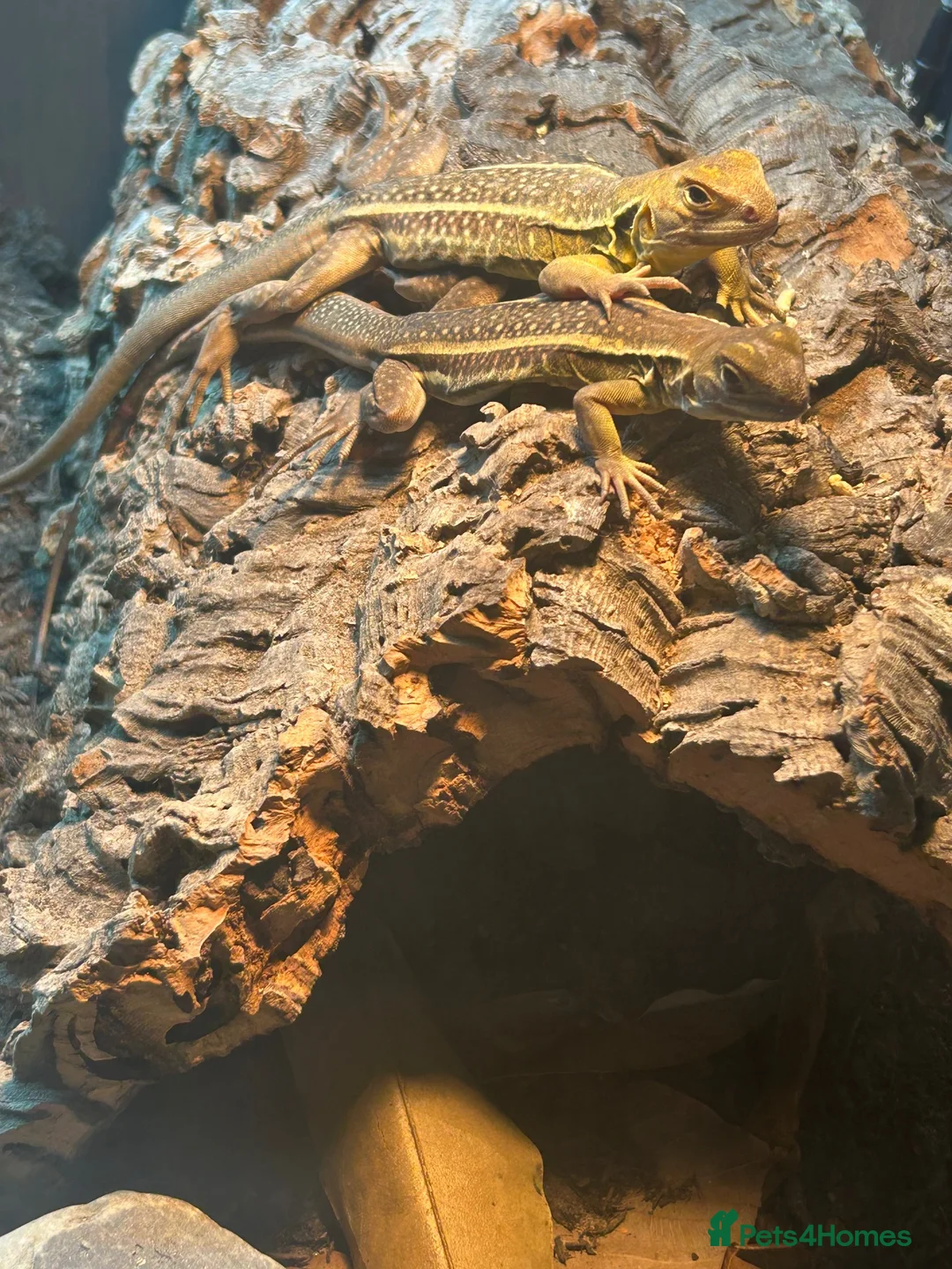 Lizard reptiles for sale: RARE Vietnamese Butterfly Agamas  - Advert 2