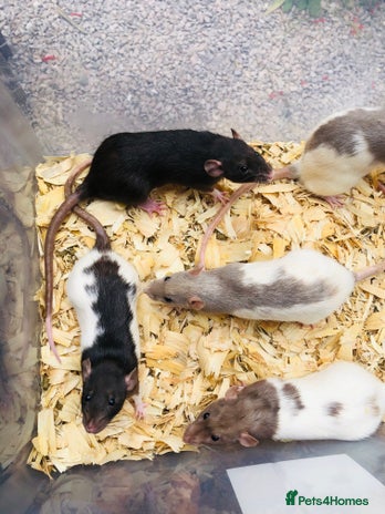 Rat rodents - Advert 15