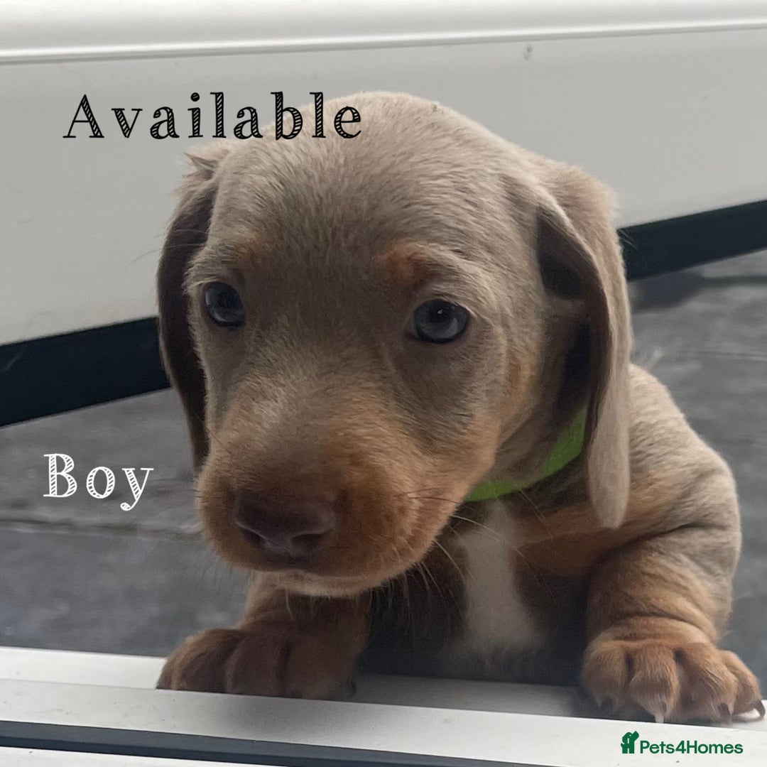 Miniature Dachshund dogs for sale: Isabella & tan miniature smoothcoat daschunds - Image 9
