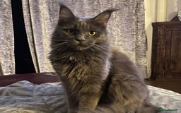 Maine Coon cats for sale: Stunning mainecoon/bsh kittens - Image 6