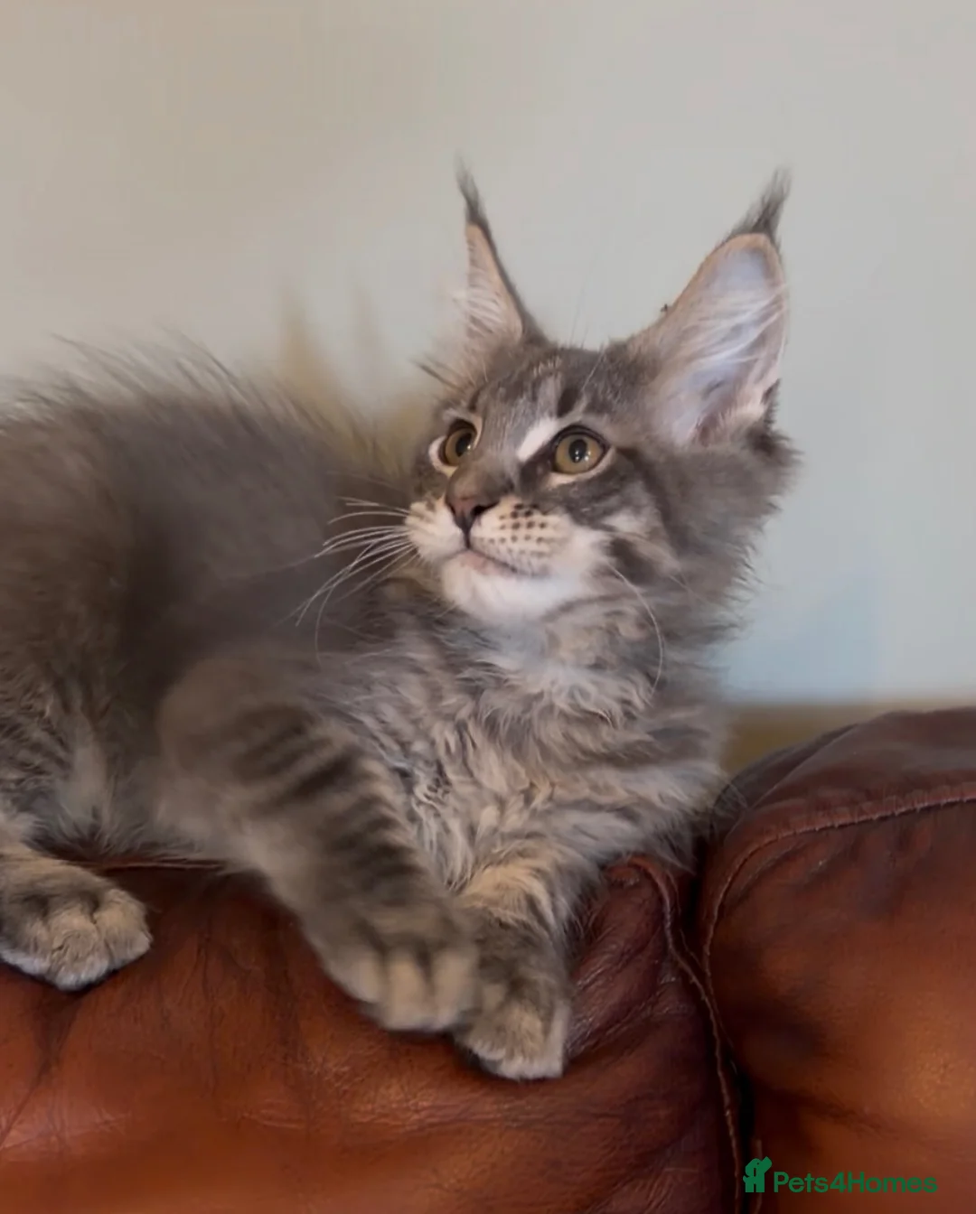 Maine Coon cats for sale: Sad sale big beautiful Maine coon boy TICA in Redhill - Advert 2