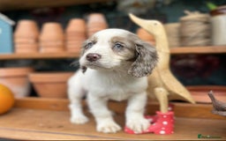 Cocker Spaniel dogs for sale: Cocker spaniel puppies  - Image 5