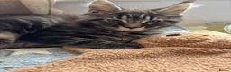 Maine Coon cats for sale: Pure bred Maine Coon kittens - Advert 15