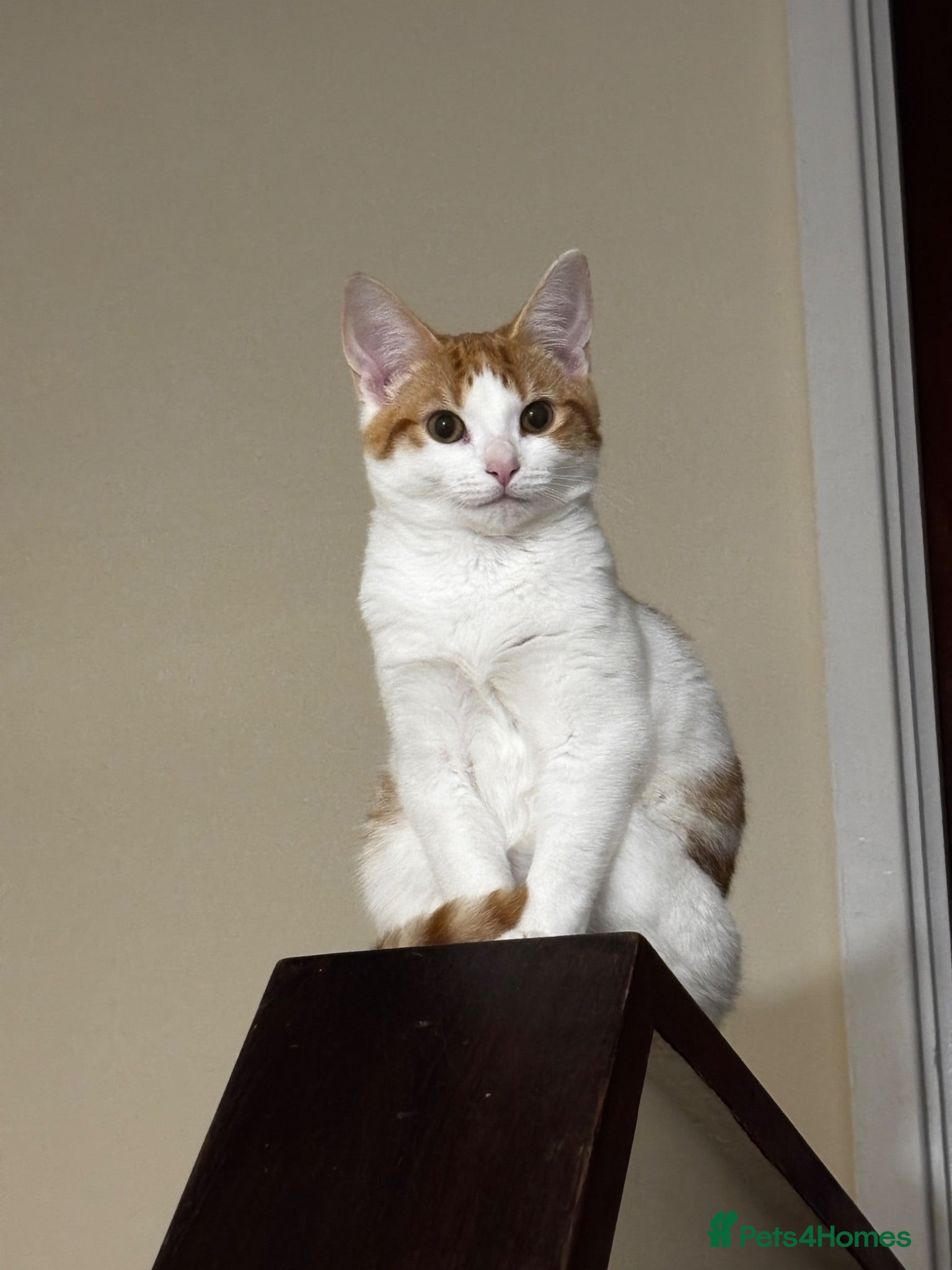 Domestic Shorthair cats Ginger and white 1 year old cat - Timmy - Advert 1