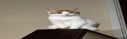 Domestic Shorthair cats for sale: Ginger and white 1 year old cat - Timmy - Advert 1