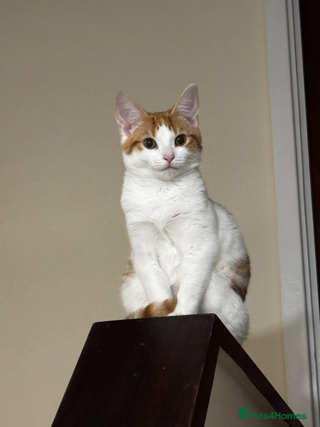 Domestic Shorthair cats for sale: Ginger and white 1 year old cat - Timmy - Advert 1