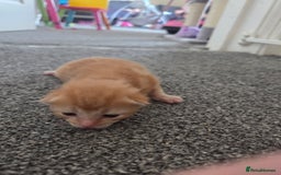 Mixed Breed cats for sale: Beautiful kittens - Image 34