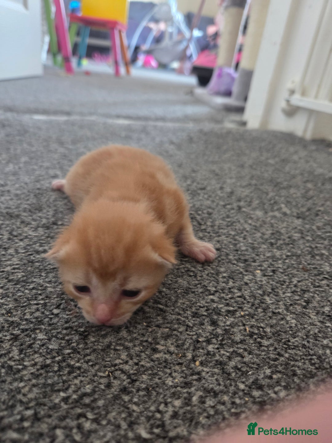 Mixed Breed cats for sale: Beautiful kittens - Image 34