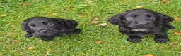 Cocker Spaniel dogs for sale: Cocker Spaniel puppies working line - Advert 5