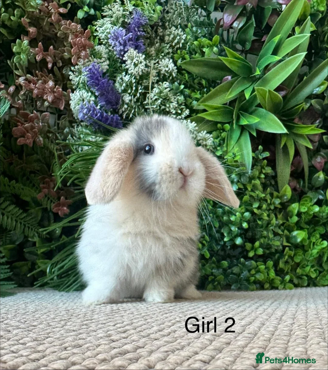 Mini Lop rabbits for sale: Stunning Mini Lops - Advert 2