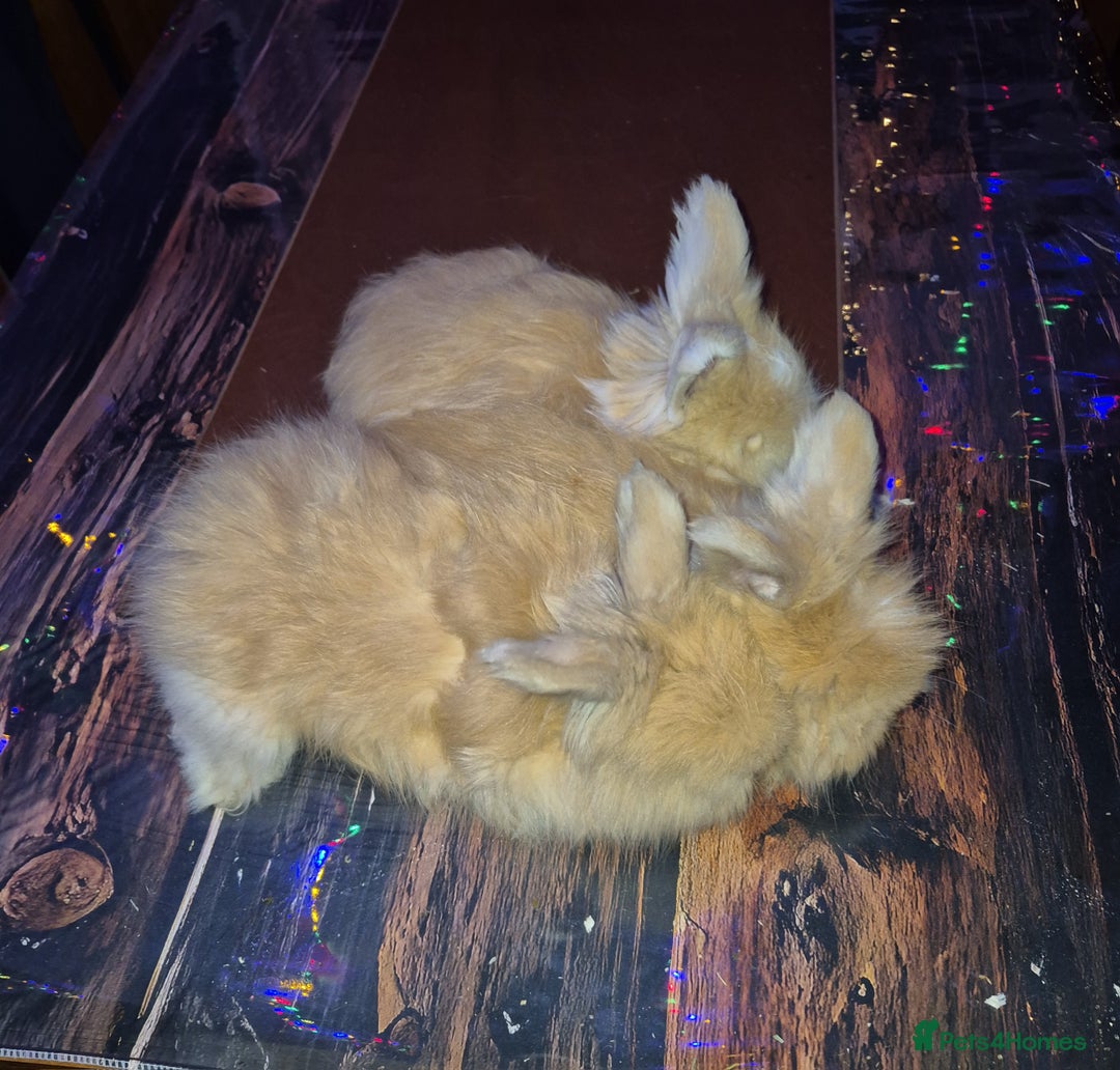 Angora rabbits for sale: Gorgeous Angora Rabbits, Pure Bred Full Faced. - Advert 10